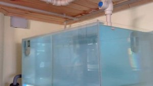 Запуск рыбок в аквариумы на разводне Обзор разводни