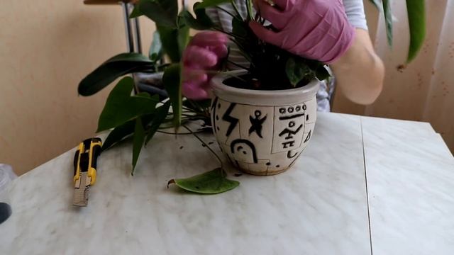 Антуриум. Размножение антуриума черенкованием