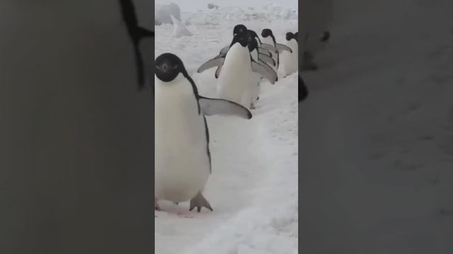 Пингвины