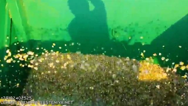 Комбайн для уборки ромашки