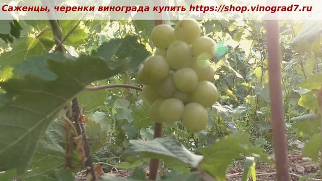 24 виталина24 июля созревает виноград Виталина - набирает сахар, уже есть мускат во вкусе, ждем.