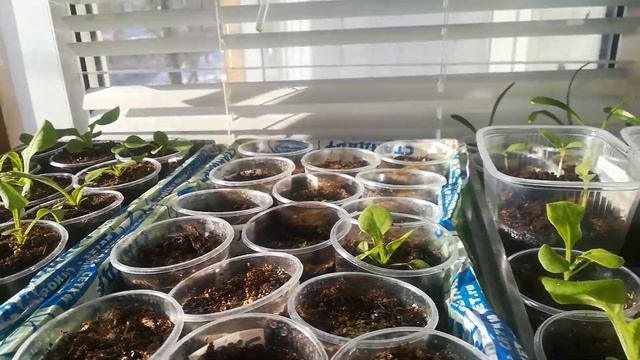 Тёплый коврик для рассады, обзор моей рассады на 20 февраля смотреть онлайн