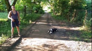 Дрессировка СРЕДНЕАЗИАТСКОЙ ОВЧАРКИ (АЛАБАЙ) 6 мес. ЗАРА