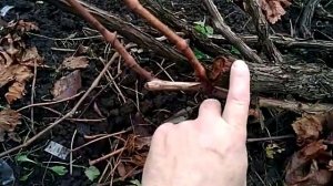 Виноград кишмиш 342 , последняя обрезка , сегодня кладу на землю связанные в фашины,под укрытие. .