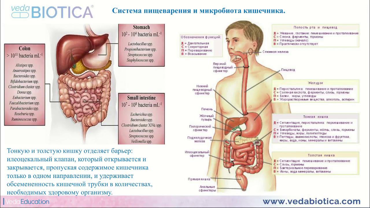 ОБЗОР ПРОДУКТА "ФИТОЛИЗАТ ГАСТРО"