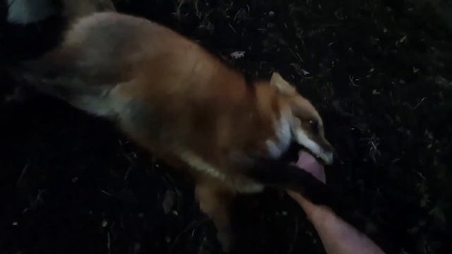 Ли Сяо / Alice the Fox Лиса Алиса (Недоверие!!!) смотреть онлайн