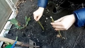 Как укоренить розу. Самый простой способ как укоренить розу!! Как укоренить розу весной