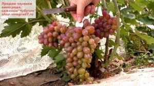 Виноград Ибица- второй год получается кишмишом с мускатом. Ранний срок созревания