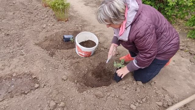 Влог.Дача.Стало холодно.Пришли саженцы с Краснодарского края смотреть онлайн