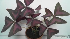 кислица треугольная свет сверху oxalis triangularis