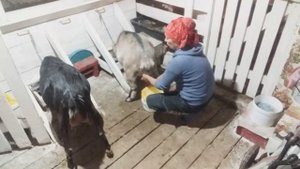 Выбраковка коз. БЮДЖЕТНые козы на молоко.