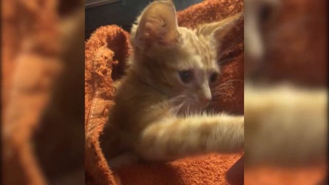 This Sweet Ginger Cat Will Melt Your Heart! смотреть онлайн