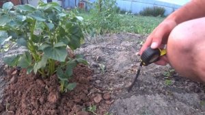 картофель в разном грунте и глине результат как посадить картофель сажаемкартофель