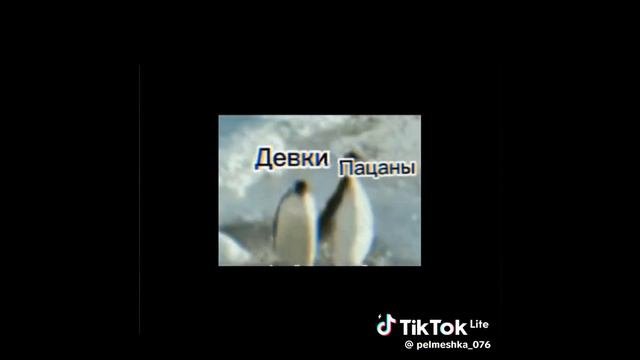 смешные видео