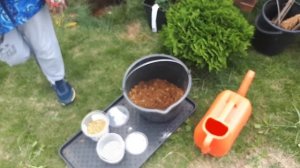 Роза английская Посадка и уход Быстро и просто 100% Зимует!!!