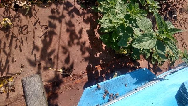 Осенний облет пчел и варроатоз смотреть онлайн