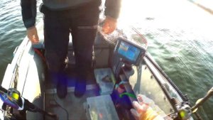 Ловля щуки на джеркбейт.Strike Pro Guppie ловит больших щук!!!