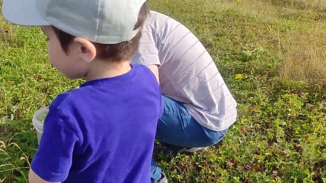 Поехали за чабрецом. Ягоды полевые