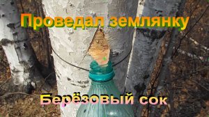 Проведал землянку.Берёзовый сок.