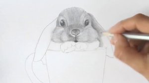 Как нарисовать кролика карандашами Уроки рисования How to draw a rabbit | Art School