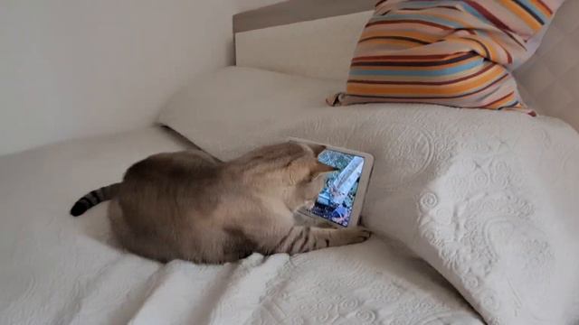 мой Котик передаёт привет всем смотреть онлайн