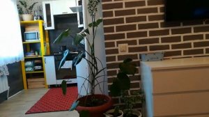 ?МОИ КОМНАТНЫЕ РАСТЕНИЯ 2020 ? МОИ ДОМАШНИЕ ЦВЕТЫ ? My houseplant tour ?