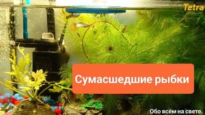 Сумасшедшие рыбки гуппи при кормлении!