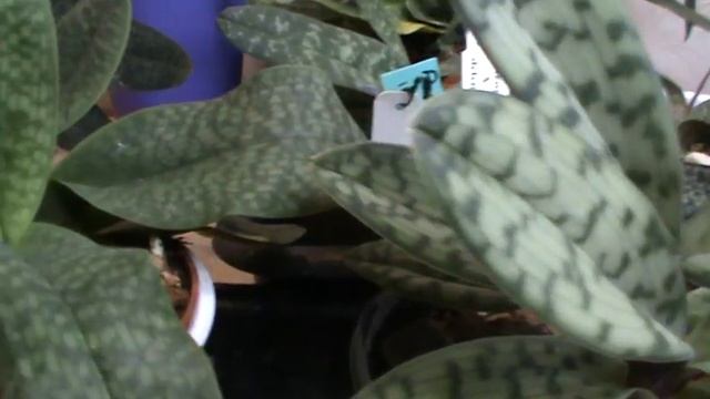 Башмачки. Paph. Delenatii смотреть онлайн