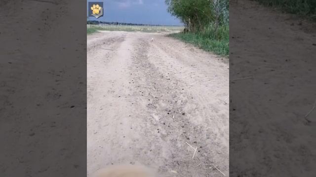 Радостные животные happy and funny animals смотреть онлайн