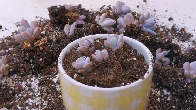 Transplanting Succulent Echeveria Laui смотреть онлайн