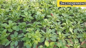 Какую минусовую температуру может перенести Петуния