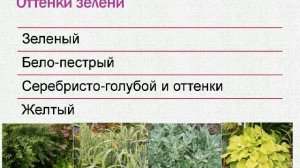 Наталья Мягкова — Пурпурный цвет в саду. Как избежать ошибок при создании композиции.