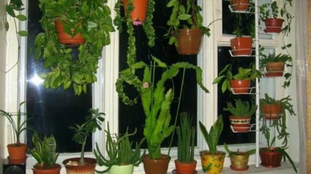 Можно ли пересаживать комнатные растения зимой! смотреть онлайн