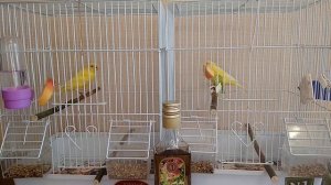 Яблочный уксус для канареек.