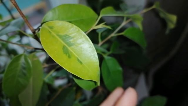 Помогите!Срочно нужна Ваша помощь?Помогите освободить место для новых растюшек??)МЕГА обзор излишек смотреть онлайн