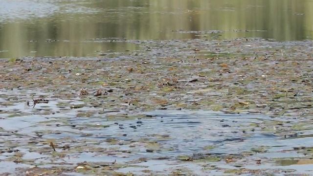 ДИКИЕ КАРАСИ ,тащат поплавок в траве ! смотреть онлайн