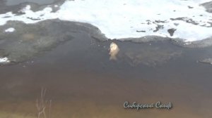 ЗАМОР РЫБЫ В СИБИРИ