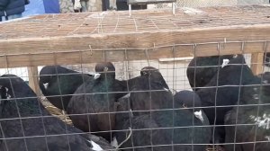 Цены на голубей из Луганской и Донецкой республик на ярмарке в Луганске. Николаеские голуби. Pigeon