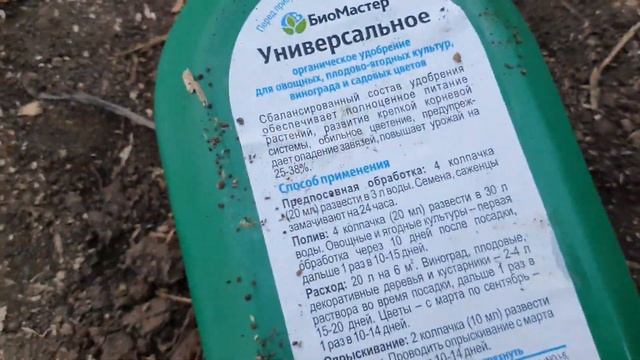 ?Какой должен быть идеальный саженец клубники. ? Как правильно её посадить и подкормить.