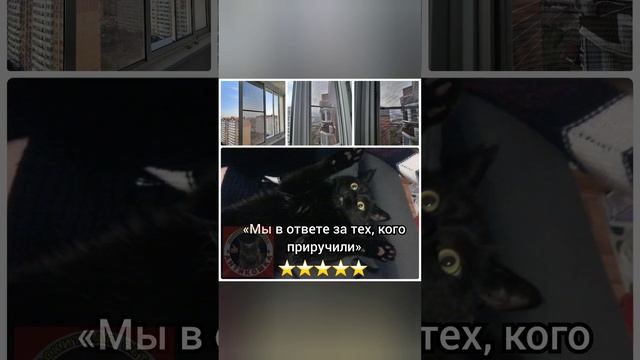 Москитная сетка Антикошка ? #антикошка #краснодар #антикоготь #кошки #котята #коты #москитныесетки
