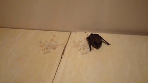 Полеты летучей мыши на дому Home flights of a bat