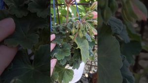 Пеларгония Ю Сирин