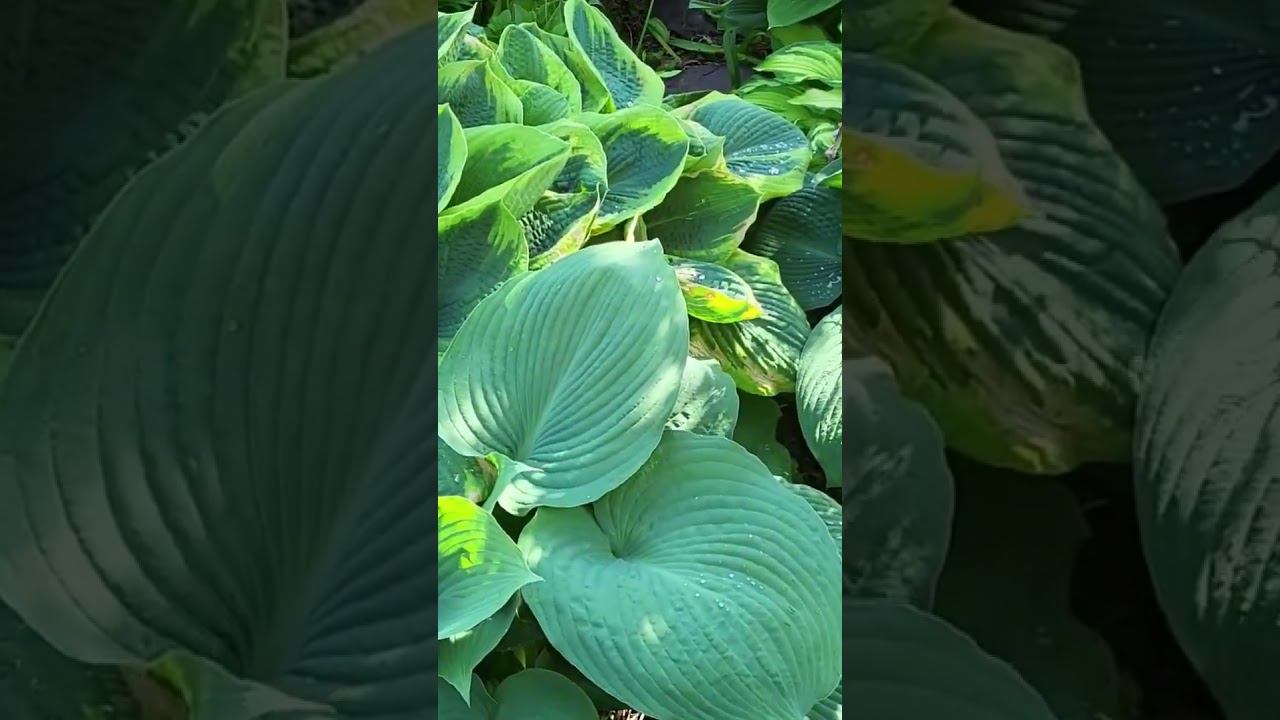 Цветущий сад. Княжики и Хосты. Саженцы в каталоге в вацапе 89193271772 смотреть онлайн