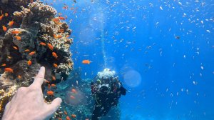 ДАЙВИНГ В КРАСНОМ МОРЕ -  ШАРМ ЭЛЬ ШЕЙХ 2024