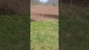 Приехали на пасеку, сеем медонос Донник