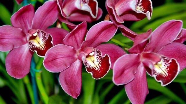 МИСТИЧЕСКАЯ КРАСОТА ОРХИДЕЙ // #КРАСОТА #ОРХИДЕЙ смотреть онлайн