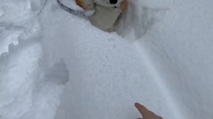 ПРОГУЛКА С КОРГИ🤍☃️красота зимнего леса