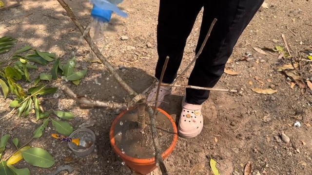 Unique Techniques for Grafting Java Plum with banana / growing Java plum tree has a lot of fruits смотреть онлайн