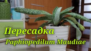 Paphiopedilum Maudiae пересажен.