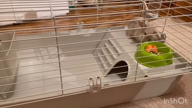 КРОЛИК КАРЛИКОВЫЙ ВИСЛОУХИЙ ? | НЕЖНАЯ МАЛЫШКА | НОВЫЙ ДОМ смотреть онлайн